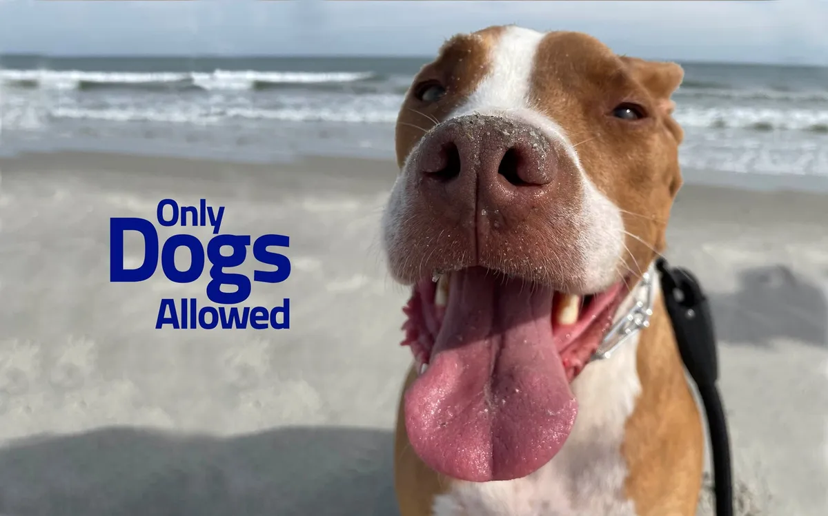 A joyful dog's face in focus with an ocean backdrop and sandy beach, capturing a playful and pet-friendly moment. The scene speaks to pet owners who want to bring their furry friends along for the vacation experience.